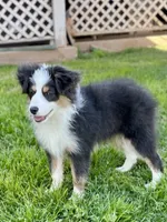 Pumpkin - Toy Aussie, a female Miniature Australian Shepherd and Miniature American Shepherd for sale in Bossier City, LA – Photo 2 of 10
