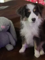 Pumpkin - Toy Aussie, a female Miniature Australian Shepherd and Miniature American Shepherd for sale in Bossier City, LA – Photo 3 of 10