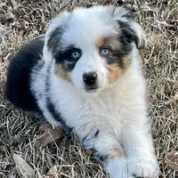 Sweat Potatoe, a female Miniature Australian Shepherd and Miniature American Shepherd for sale in Bossier City, LA – Photo 8 of 8