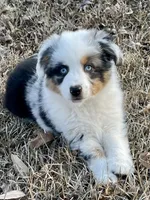 Sweat Potatoe, a female Miniature Australian Shepherd for sale in Bossier City, LA – Photo 2 of 3