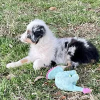 Sweat Potatoe, a female Miniature Australian Shepherd and Miniature American Shepherd for sale in Bossier City, LA – Photo 4 of 8