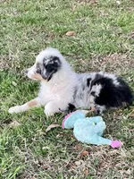 Sweat Potatoe, a female Miniature Australian Shepherd and Miniature American Shepherd for sale in Bossier City, LA – Photo 1 of 6