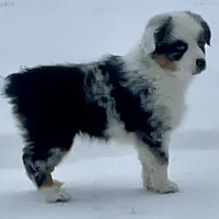 Sweat Potatoe, a female Miniature Australian Shepherd and Miniature American Shepherd for sale in Bossier City, LA – Photo 5 of 8