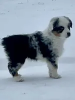 Sweat Potatoe, a female Miniature Australian Shepherd for sale in Bossier City, LA – Photo 1 of 3