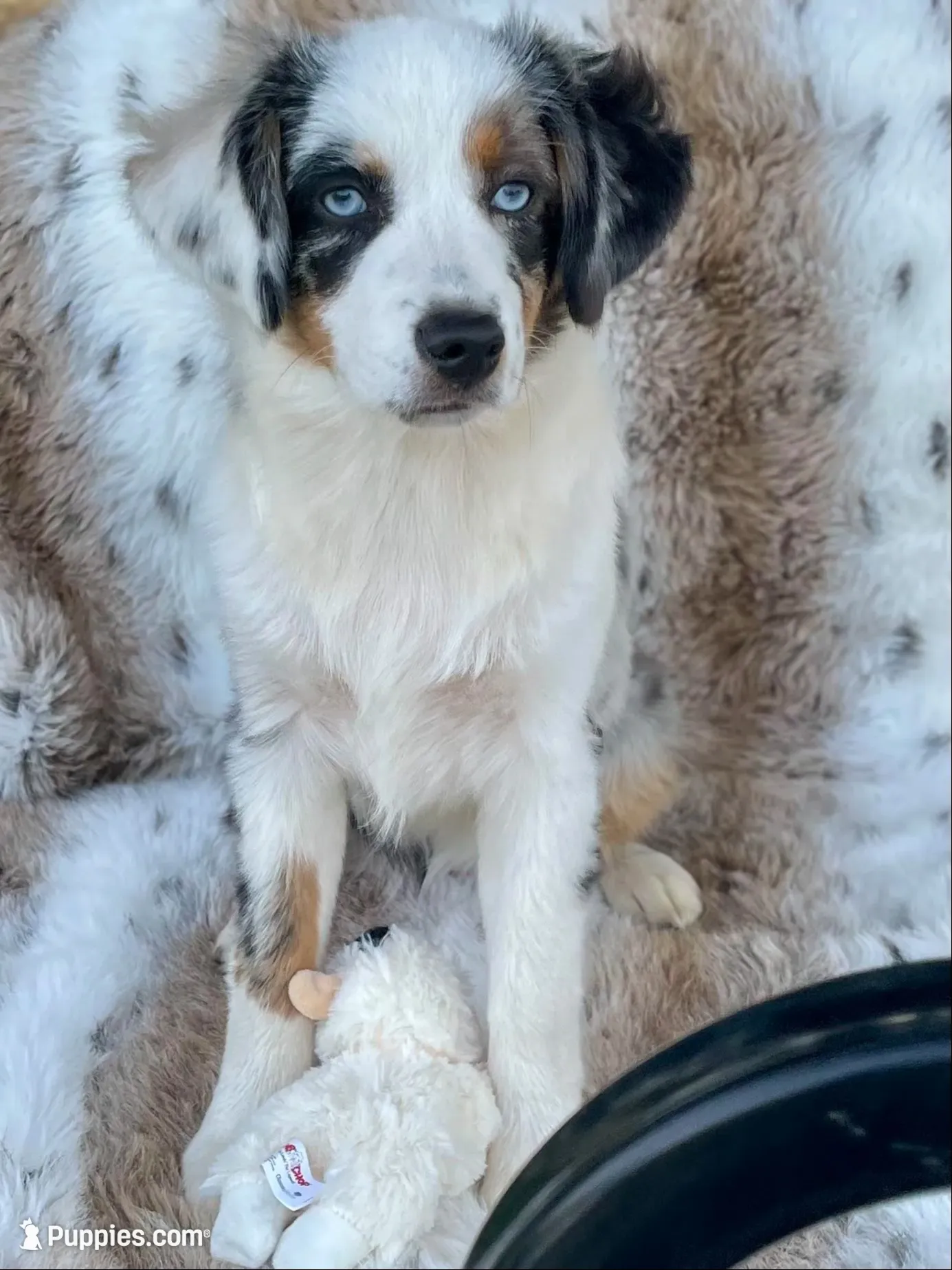 Sweat Potatoe, a female Miniature Australian Shepherd and Miniature American Shepherd for sale in Bossier City, LA – 3 of 10