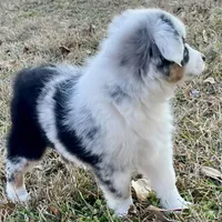 Sweat Potatoe, a female Miniature Australian Shepherd and Miniature American Shepherd for sale in Bossier City, LA – Photo 7 of 8