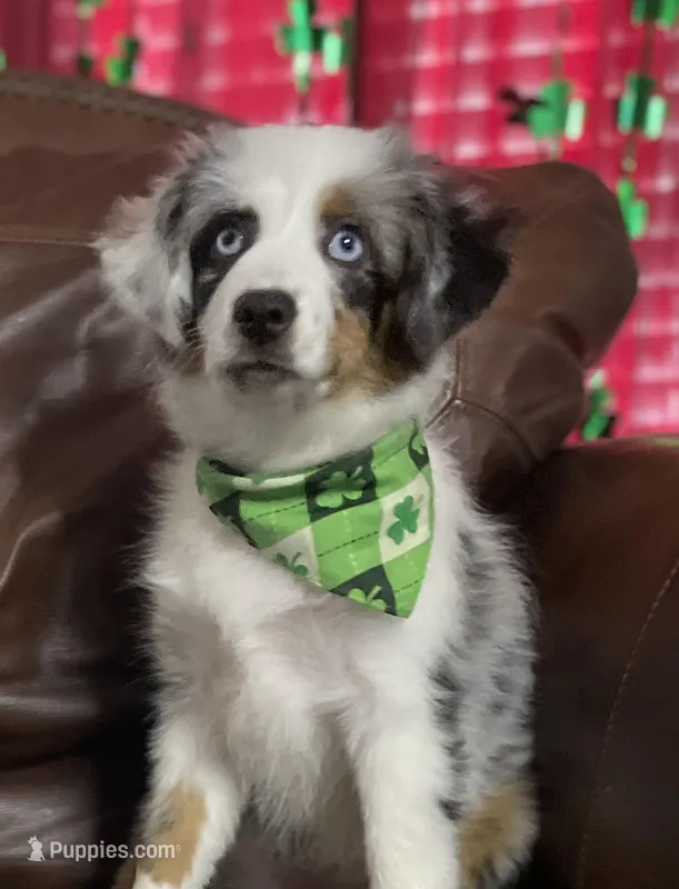Sweat Potatoe – Miniature Australian Shepherd, Miniature American Shepherd puppy for sale in Bossier City, LA