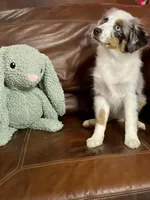 Sweat Potatoe, a female Miniature Australian Shepherd and Miniature American Shepherd for sale in Bossier City, LA – Photo 2 of 8