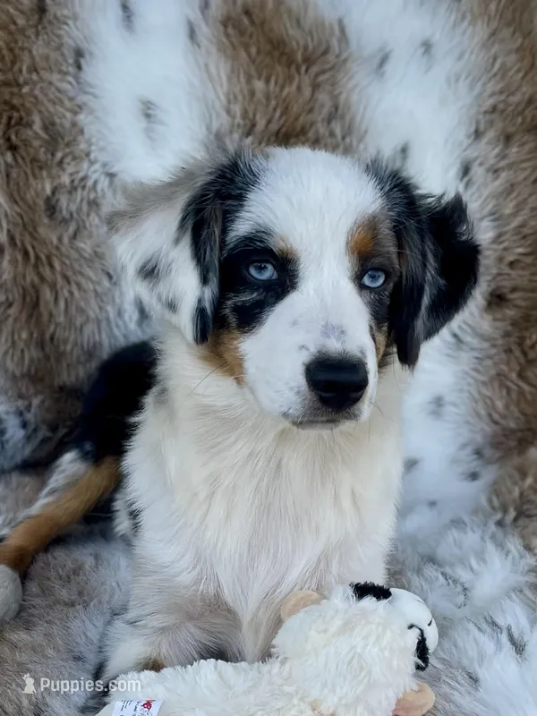 Sweat Potatoe – Miniature Australian Shepherd, Miniature American Shepherd puppy for sale in Bossier City, LA
