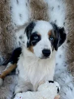 Sweat Potatoe, a female Miniature Australian Shepherd and Miniature American Shepherd for sale in Bossier City, LA – 1 of 10