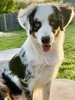 Sweat Potatoe, a female Miniature Australian Shepherd and Miniature American Shepherd for sale in Bossier City, LA – 4 of 10