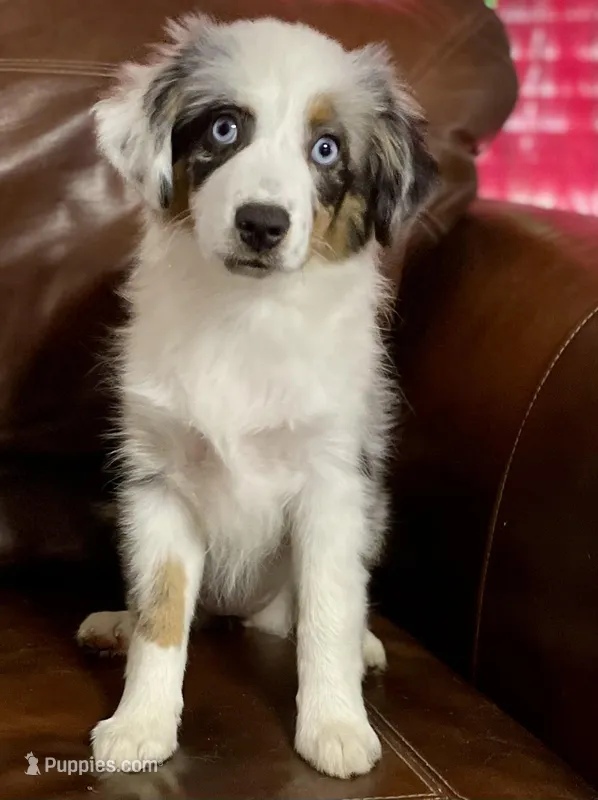 Sweat Potatoe – Miniature Australian Shepherd, Miniature American Shepherd puppy for sale in Bossier City, LA