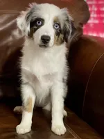 Sweat Potatoe, a female Miniature Australian Shepherd and Miniature American Shepherd for sale in Bossier City, LA – Photo 1 of 8