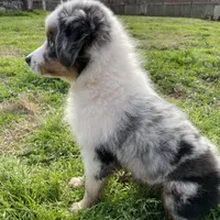 Sweat Potatoe, a female Miniature Australian Shepherd and Miniature American Shepherd for sale in Bossier City, LA – Photo 6 of 8