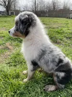 Sweat Potatoe, a female Miniature Australian Shepherd and Miniature American Shepherd for sale in Bossier City, LA – Photo 5 of 6