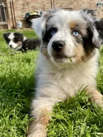 Sweat Potatoe, a female Miniature Australian Shepherd and Miniature American Shepherd for sale in Bossier City, LA – Photo 4 of 6
