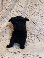 Black, a male Maltipoo for sale in Knoxville, TN – 2 of 3