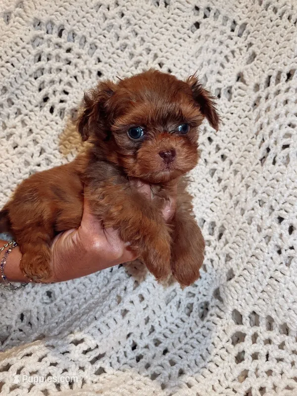 Malti poo  – Maltipoo puppy for sale in Knoxville, TN