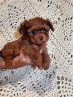 Malti poo , a male Maltipoo for sale in Knoxville, TN – 1 of 4