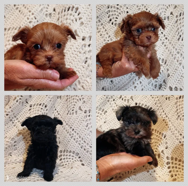 Black – Maltipoo puppy for sale in Knoxville, TN