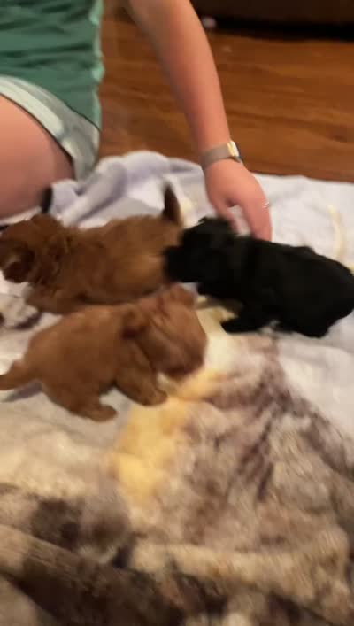 Malti poo , a male Maltipoo for sale in Knoxville, TN – 3 of 4