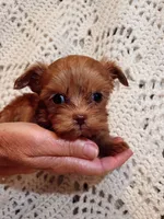Red, a female Maltipoo for sale in Knoxville, TN – 3 of 4