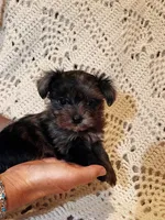 Red, a female Maltipoo for sale in Knoxville, TN – 2 of 4