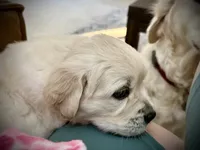 Ella, a female English Cream Golden Retriever for sale in Pittsburg, CA – 6 of 8