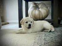 Ella, a female English Cream Golden Retriever for sale in Pittsburg, CA – 7 of 8