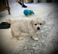 Ella, a female English Cream Golden Retriever for sale in Pittsburg, CA – 4 of 8