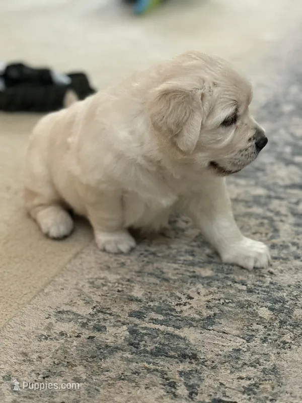 Ella, a female English Cream Golden Retriever for sale in Pittsburg, CA – 1 of 8