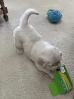 Ella, a female English Cream Golden Retriever for sale in Pittsburg, CA – 2 of 8