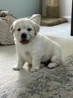 Ella, a female English Cream Golden Retriever for sale in Pittsburg, CA – 3 of 8