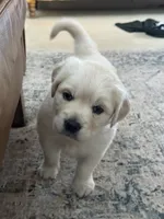 Ella, a female English Cream Golden Retriever for sale in Pittsburg, CA – 5 of 8
