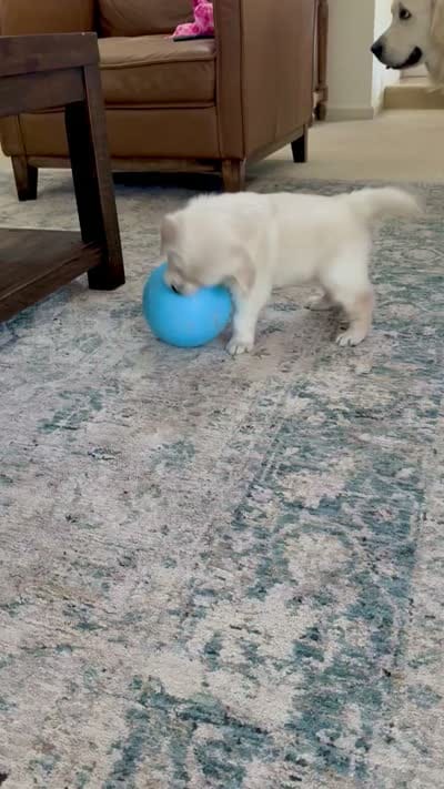 Ella, a female English Cream Golden Retriever for sale in Pittsburg, CA – 8 of 8