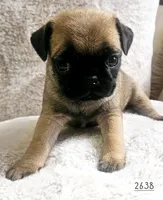 Apricot , a female Pug for sale in Dexter, KS – Photo 2 of 3