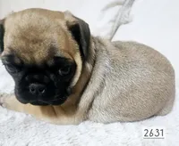 Apricot , a female Pug for sale in Dexter, KS – Photo 2 of 5
