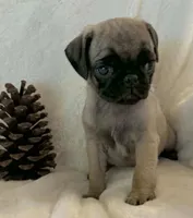 Nesryn, a female Pug for sale in Dexter, KS – Photo 2 of 5