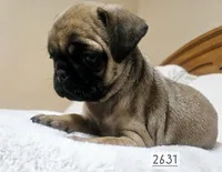 Apricot , a female Pug for sale in Dexter, KS – Photo 5 of 5