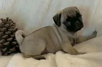 Nesryn, a female Pug for sale in Dexter, KS – Photo 5 of 5