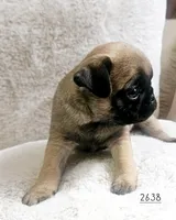 Apricot , a female Pug for sale in Dexter, KS – Photo 1 of 3