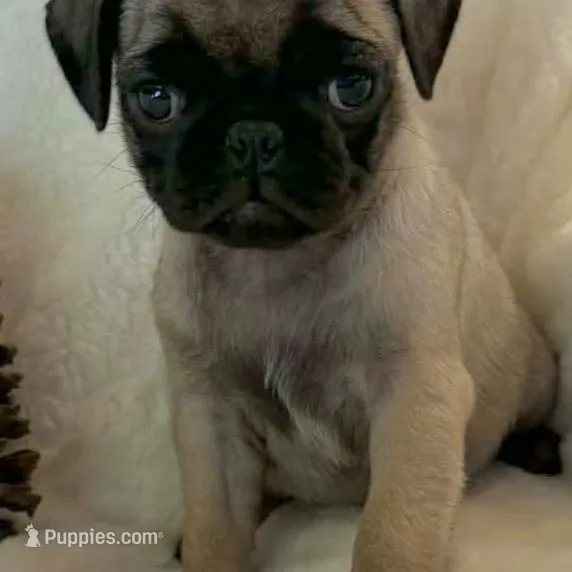 Nesryn, a female Pug for sale in Dexter, KS – Photo 3 of 5