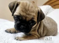 Apricot , a female Pug for sale in Dexter, KS – Photo 4 of 5