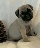 Nesryn, a female Pug for sale in Dexter, KS – Photo 1 of 5