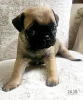 Apricot , a female Pug for sale in Dexter, KS – Photo 3 of 3