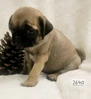 Aelin, a female Pug for sale in Dexter, KS – Photo 1 of 4