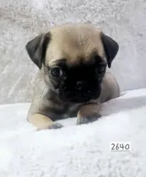 Fawn, a female Pug for sale in Dexter, KS – Photo 3 of 5