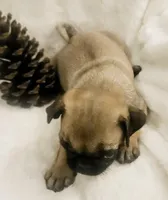 Aelin, a female Pug for sale in Dexter, KS – Photo 4 of 4