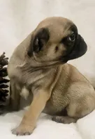 Aelin, a female Pug for sale in Dexter, KS – Photo 2 of 4