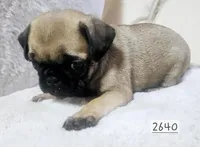 Fawn, a female Pug for sale in Dexter, KS – Photo 5 of 5